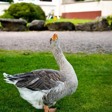 Harvey's Point Hotell 4*