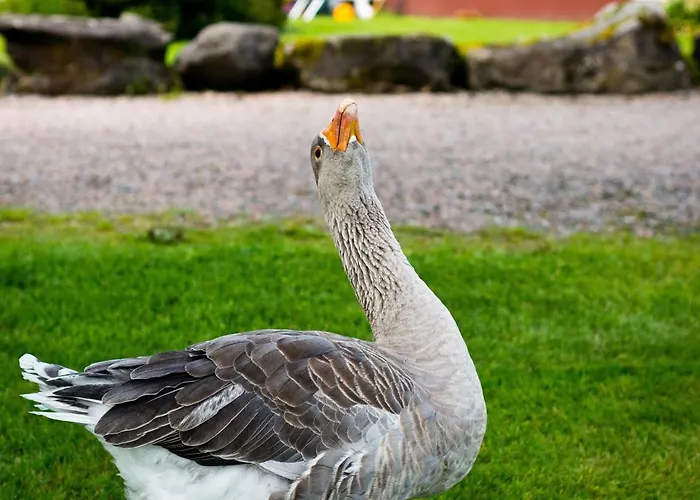 Harvey's Point Hotel 4*